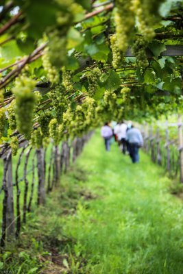 Wineyards in South Tyrol