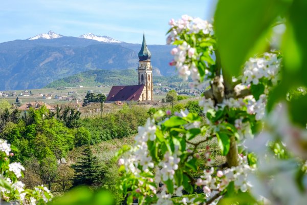 Apfelblüte in Südtirol